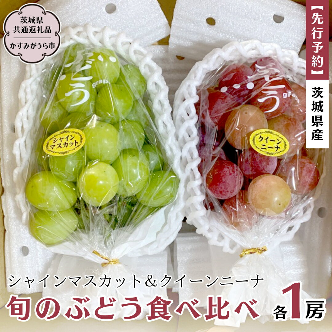 [ 先行予約 ] 茨城県産 シャインマスカットとクイーンニーナ 旬のぶどう食べ比べ 各1房 (茨城県共通返礼品 かすみがうら市) (2024年9月中旬発送開始) 久保田果樹園 産地直送 フルーツ 甘い 直送 茨城 限定 ギフト ぶどう