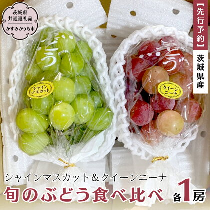 《 先行予約 》 茨城県産 シャインマスカットとクイーンニーナ 旬のぶどう食べ比べ 各1房 (茨城県共通返礼品 かすみがうら市) (2024年9月中旬発送開始) 久保田果樹園 産地直送 フルーツ 甘い 直送 茨城 限定 ギフト ぶどう