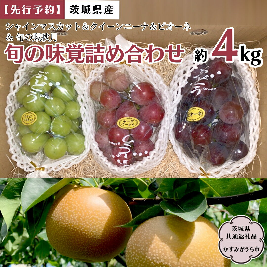 《 先行予約 》 茨城県産【 旬の味覚 】シャインマスカット クイーンニーナ と ピオーネ と 旬 の梨 秋月の詰め合わせ 約4kg (茨城県共通返礼品 かすみがうら市) (2024年9月上旬発送開始) 久保田果樹園 産地直送 フルーツ 甘い 直送 茨城 限定