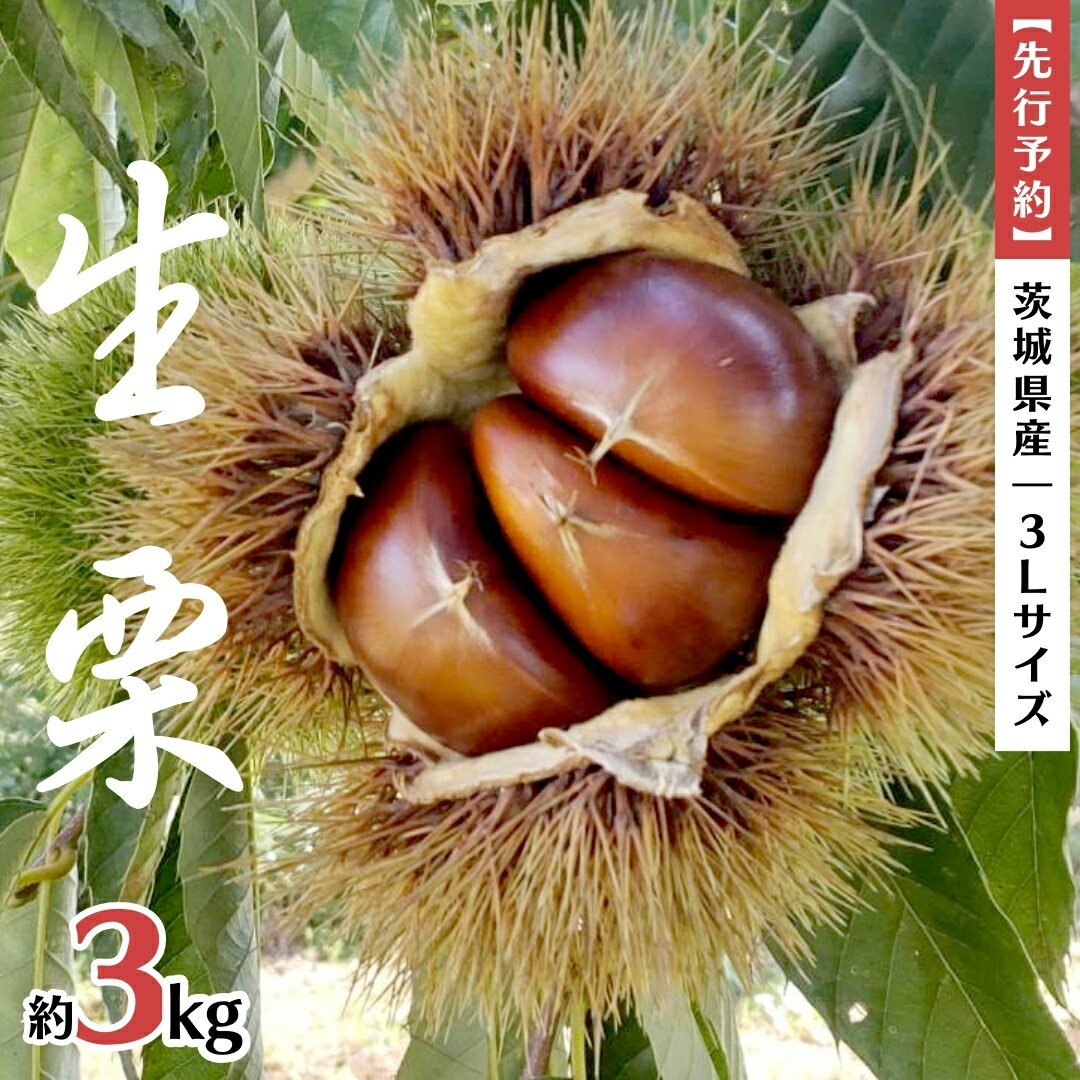 楽天市場】丹波栗 3lの通販 楽天市場】丹波栗 3lの通販