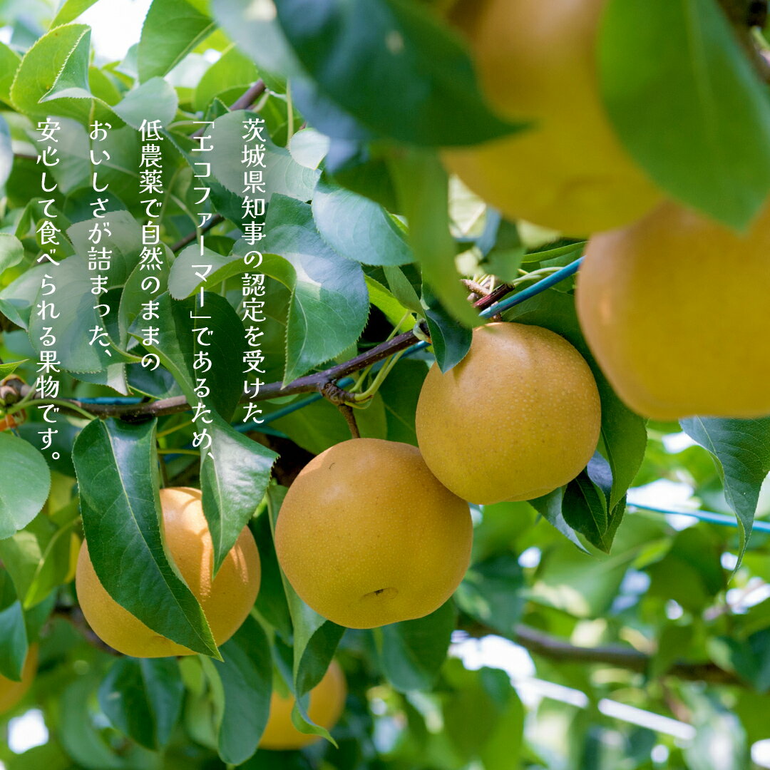 【ふるさと納税】新高 約5kg（茨城県共通返礼品：かすみがうら市） 【2025年9月中旬発送開始】 梨 数量限定 なし ナシ フルーツ 果物 旬 産地直送