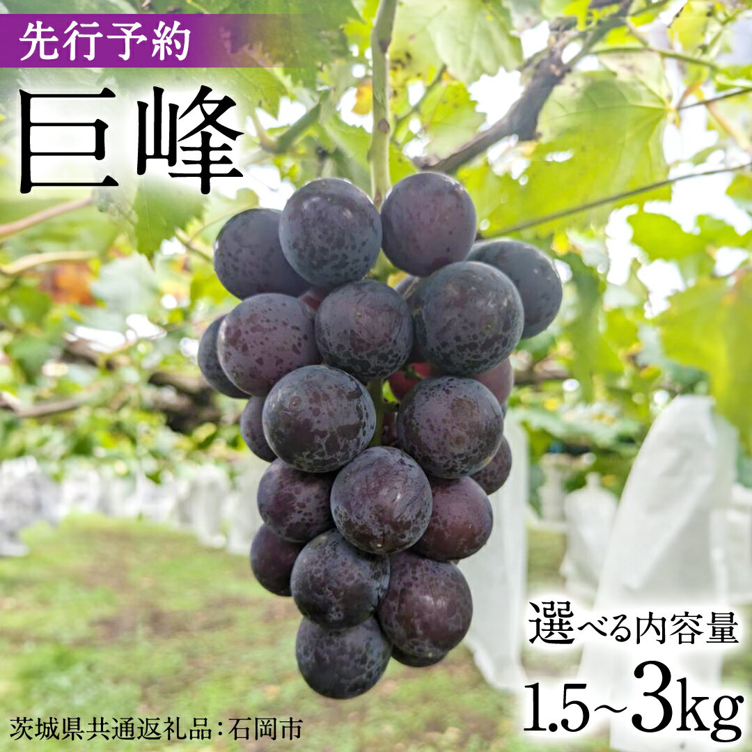 【ふるさと納税】《 選べる 内容量 》【2025年9月上旬発送開始】 巨峰 1.5kg ～ 3kg ( 種あり ) ( 茨城県共通返礼品 石岡市 ) 数量限定 ぶどう ブドウ 果物 フルーツ 旬 人気 産直 採れたて 新鮮 国産 産地直送のサムネイル