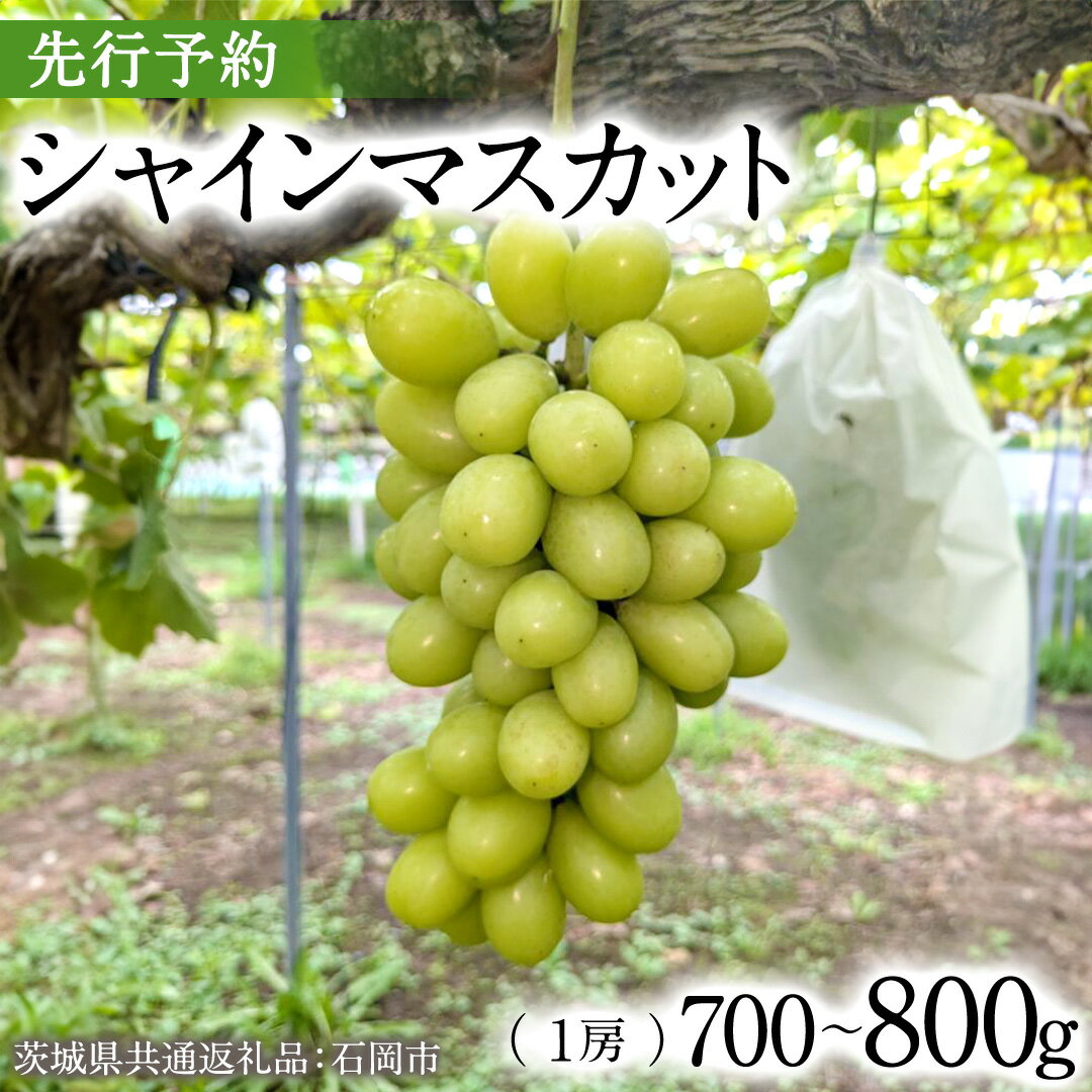 [2025年9月上旬発送開始] シャインマスカット 700g 〜 800g ( 1房 )( 茨城県共通返礼品 石岡市 ) 数量限定 フルーツ 果物 マスカット ぶどう 葡萄 ブドウ 旬 国産 産地直送