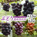 【ふるさと納税】《 選べる 重量 》旬 の「 種なし ぶどう 」 詰め合わせ 約 1.5kg ~ 約 2kg 【茨城県共通返礼品/石岡市】 葡萄 ブドウ 種無し