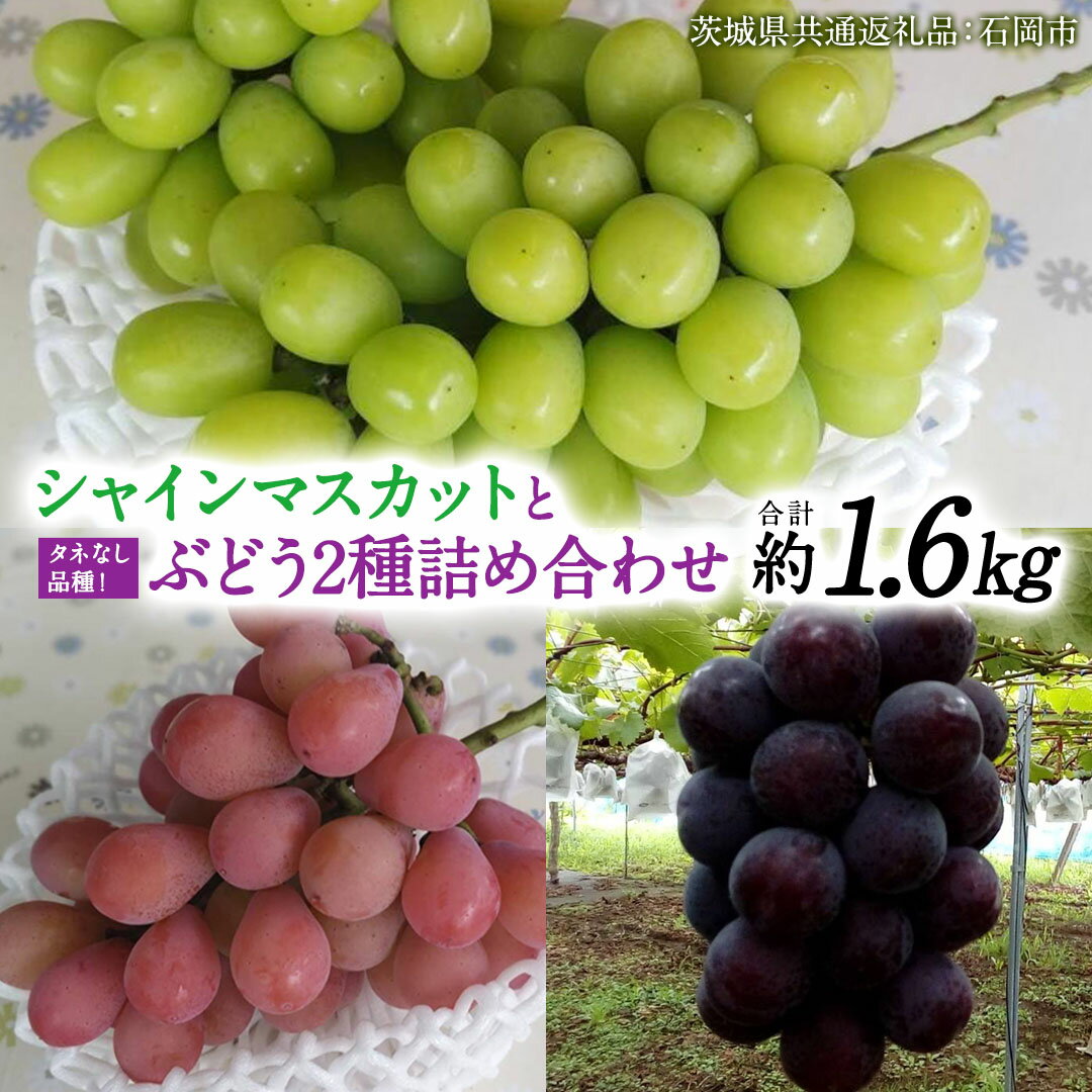 「 クイーンニーナ 」「 シャインマスカット 」「 ピオーネ 」の3色 詰め合わせ ( 種なし ) 約 1.6kg 各 1房 [茨城県共通返礼品/石岡市] 葡萄 ブドウ しっかり 歯ごたえ 甘み