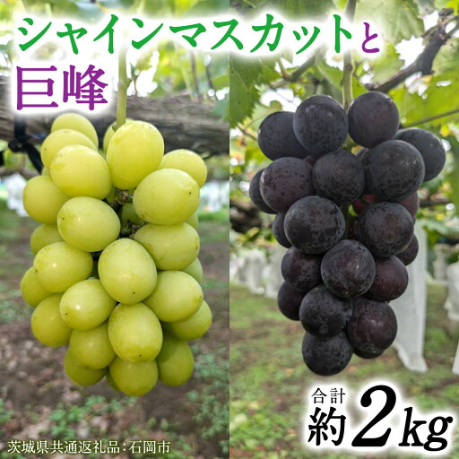 【ふるさと納税】「 シャインマスカット 」と「 巨峰 ( 種あり )」合計 約 2kg 【茨城県共通返礼品/石岡市】 葡萄 ブドウ 【ふるさと納税】「 シャインマスカット 」と「 巨峰 ( 種あり )」合計 約 2kg 【茨城県共通返礼品/石岡市】 葡萄 ブドウ