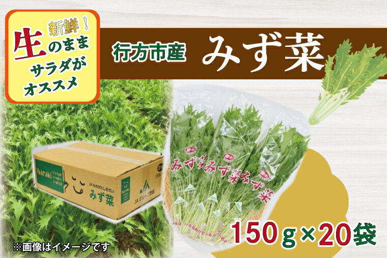 52位! 口コミ数「0件」評価「0」JAなめがたしおさい直送「みず菜」150g×20袋｜AE-53