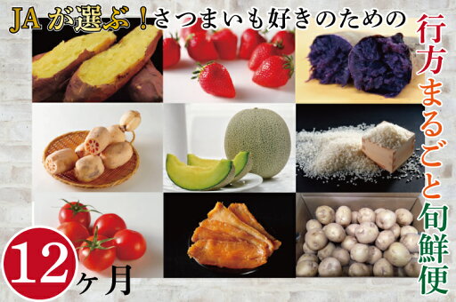 【ふるさと納税】【12ヶ月定期便】JAが選ぶ!さつまいも好きのための行方まるごと旬鮮便|AE-55 【ふるさと納税】【12ヶ月定期便】JAが選ぶ!さつまいも好きのための行方まるごと旬鮮便|AE-55