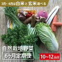 【ふるさと納税】BI-12 【6ヵ月定期便】自然栽培野菜1