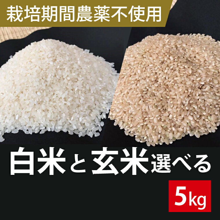 BI-59[栽培期間農薬不使用]白米または玄米 5kg こしひかり コシヒカリ マキタ超こしひかり 甘み 濃い味 粘り 殺菌剤・殺虫剤不使用 茨城県 茨城産 行方産 送料無料