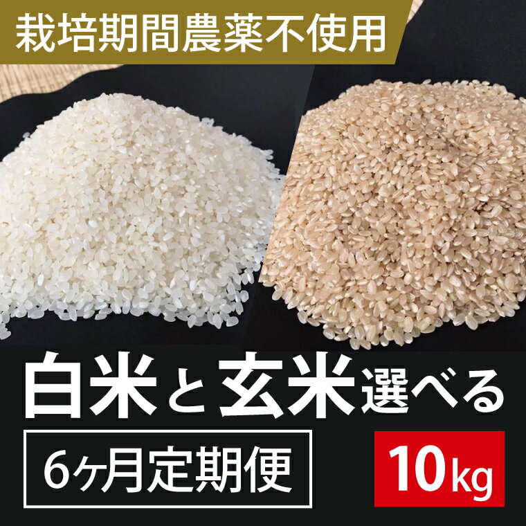 【ふるさと納税】BI-69 6ヶ月定期便【栽培期間農薬不使用】白米または玄米　　10kg×6回 こしひかり　コシヒカリ　マキタ超こしひかり　甘み　濃い味　粘り　殺菌剤・殺虫剤不使用　 茨城県 茨城産 行方産 送料無料 1