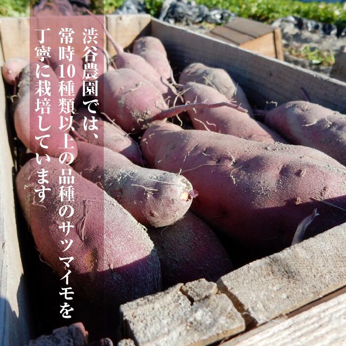 【ふるさと納税】【2024年11月より順次発送】2024年度産 いろんなさつまいも食べ比べセット 約2.5kg(5～8品種)(BZ-16)