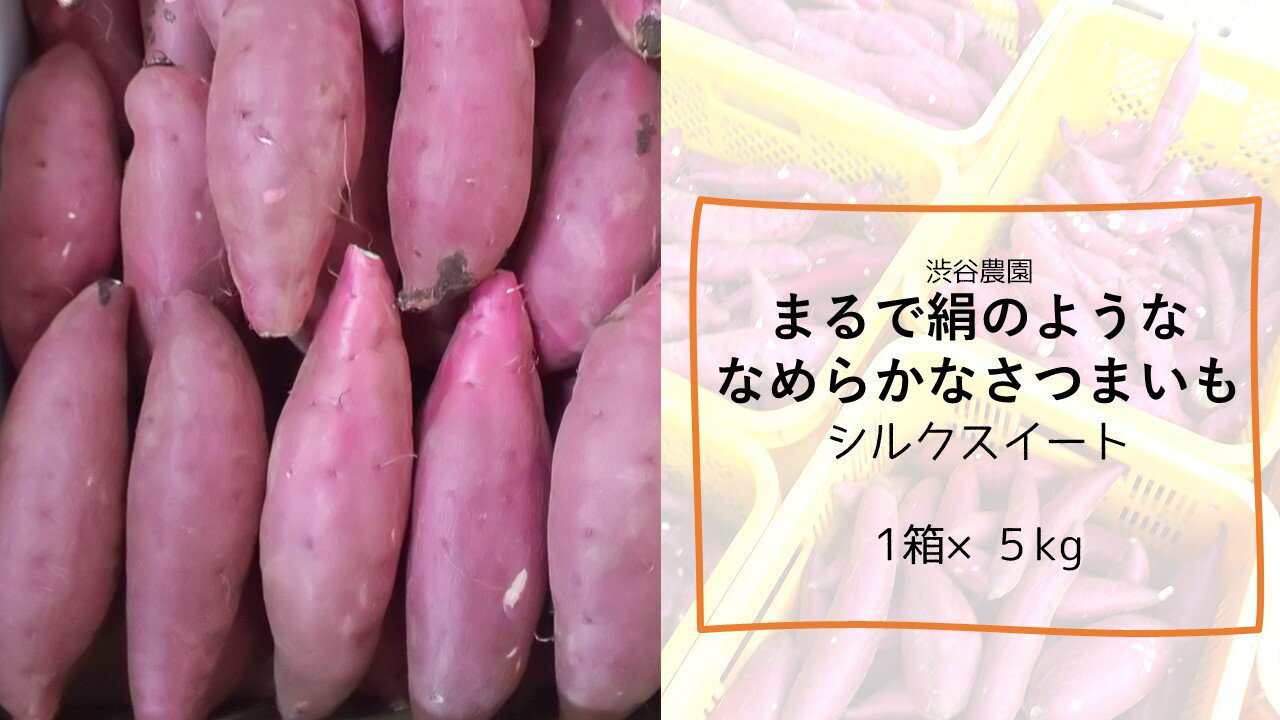 【ふるさと納税】まるで絹のようななめらかなさつまいもシルクスイート5kg　焼き芋　やきいも　お芋　おいも　国産　送料無料　さつま芋　特産　名産品　行方市　茨城県　芋　サツマイモ　スイートポテト　干し芋　ほしいも　スイーツ