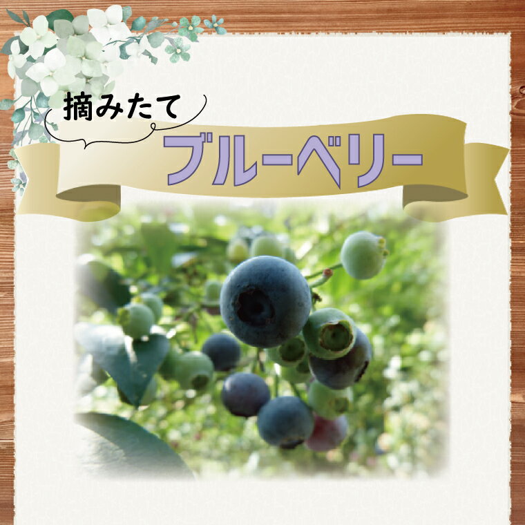 [2025年7月中旬より順次発送]摘みたてのブルーベリー 1kg(500g×2パック)|ブルーベリー フルーツ くだもの 果物 先行予約 ジャム ヨーグルト 茨城県 行方市 送料無料(AZ-1)