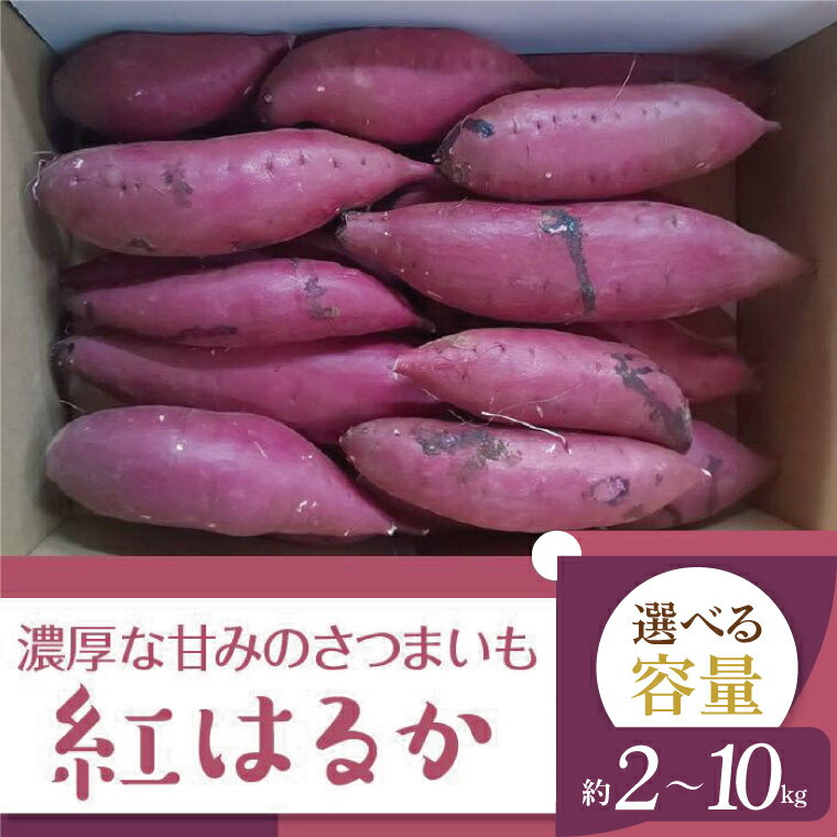 [選べる内容量]2025年度産 濃厚な甘みのさつまいも 紅はるか 約2kg〜10kg|さつまいも 芋 お芋 紅はるか 渋谷農園 茨城県 行方市(BZ-15)