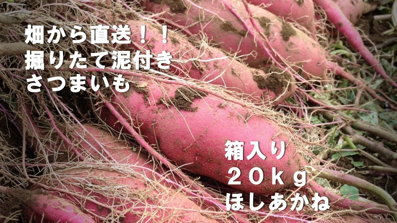 【ふるさと納税】【先行予約】2023年度産　約20kgコンテナ入りサツマイモ（ふくむらさき）｜BZ-25