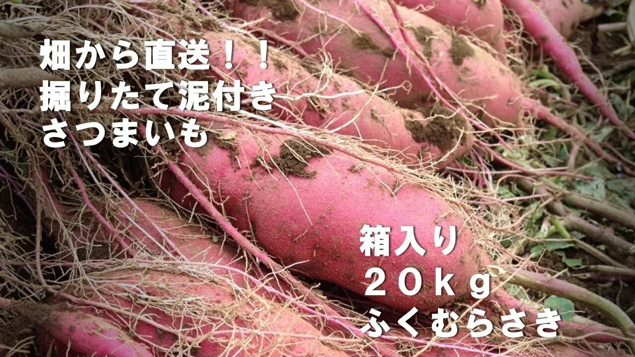 【ふるさと納税】【先行予約】2023年度産　約20kg箱入りサツマイモ（ふくむらさき）｜BZ-26