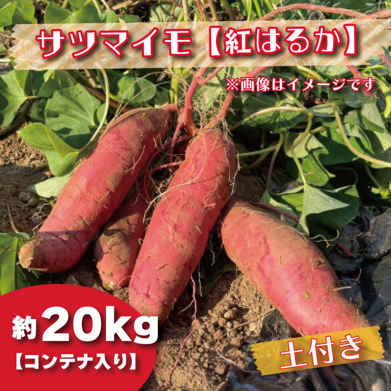 【先行予約】2023年度産　約20kgコンテナ入りサツマイモ（紅はるか）｜ BZ-33