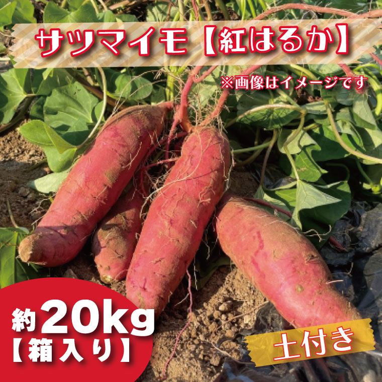 [先行予約]2023年度産 約20kg箱入りサツマイモ(紅はるか)|