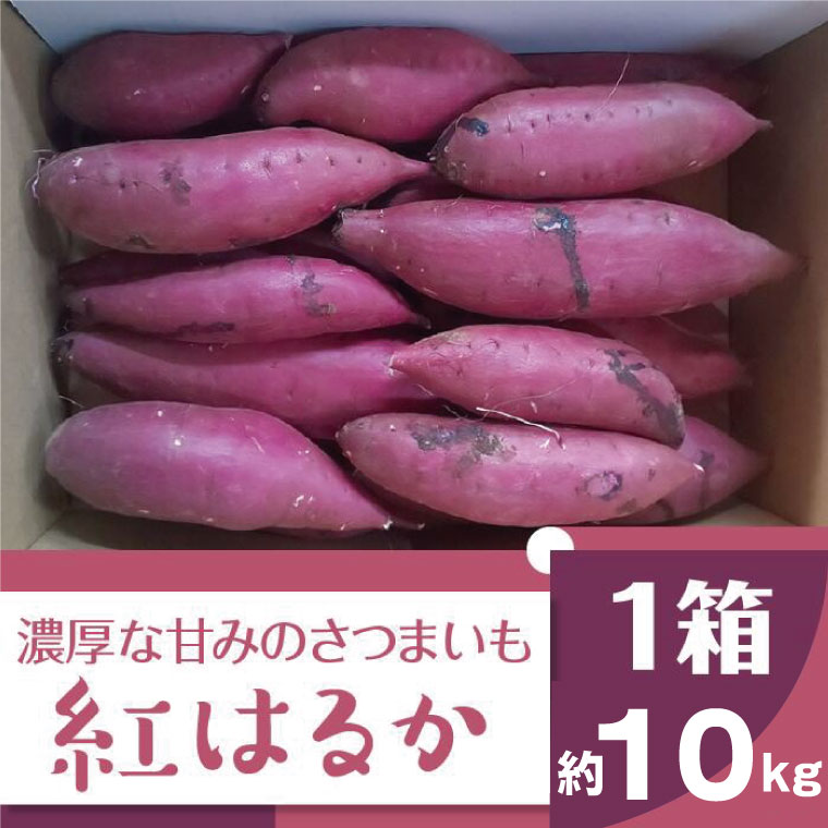 【ふるさと納税】【先行予約】2023年度産 濃厚な甘み さつまいも 紅はるか 約10kg｜BZ-14