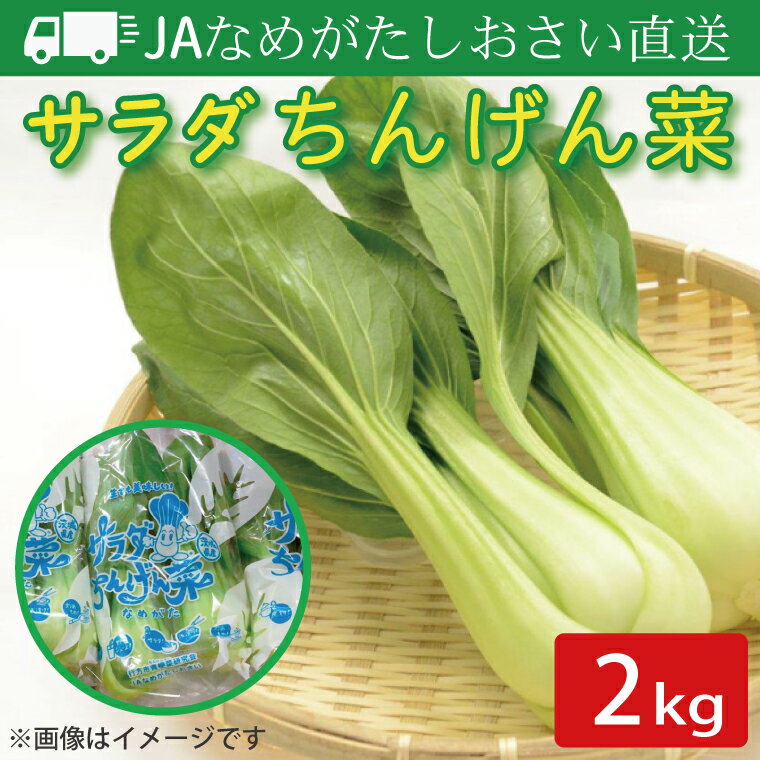【ふるさと納税】JAなめがたしおさい直送「サラダちんげん菜」約2kg｜サラダ さらだ チンゲン菜 ちんげん菜 野菜 やさい 直送 旬 茨城県 行方市(AE-49)