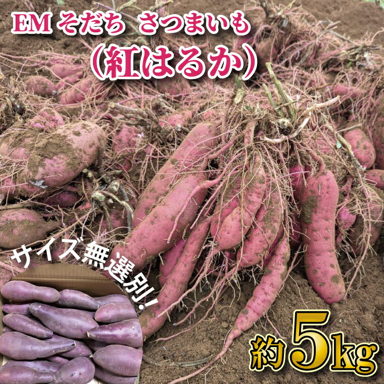 [2026年1月上旬より順次発送]★訳あり★無選別「はるかにおいしいさつまいも」EMそだち紅はるか 約5kg|さつまいも 芋 サツマイモ 紅はるか 訳あり わけあり ワケアリ 先行予約 EM 栄養 焼き芋 蒸かし芋 天ぷら 大学芋 茨城県 行方市(HH-1)
