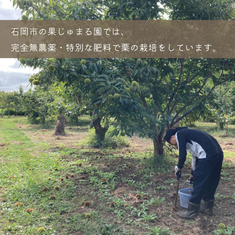 【ふるさと納税】【先行予約】【9月発送】石岡鶴沼の生栗 3kg（茨城県共通返礼品・石岡市産）｜ ER-3