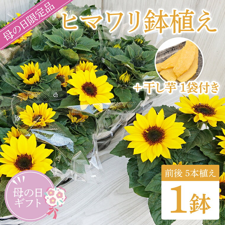 【母の日ギフト】ヒマワリ鉢植え 干し芋のセット｜ひまわり ヒマワリ ほしいも 干し芋 ほし芋 花 お花 鉢植え 母の日 母の日ギフト ギフト 贈り物 プレゼント 茨城県 行方市(EH-12)