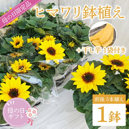【母の日ギフト】ヒマワリ鉢植え　干し芋のセット(EH-12)