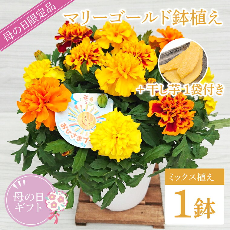 【母の日ギフト】マリーゴールド鉢植え 干し芋のセット｜マリーゴールド ほしいも 干し芋 ほし芋 花 お花 鉢植え 母の日 母の日ギフト ギフト 贈り物 プレゼント 茨城県 行方市(EH-13)