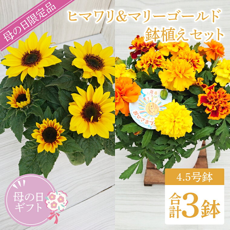 【母の日ギフト】ヒマワリとマリーゴールドの鉢植え 計3鉢入り｜ひまわり ヒマワリ マリーゴールド 花 お花 鉢植え 母の日 母の日ギフト ギフト 贈り物 プレゼント 茨城県 行方市(EH-14)