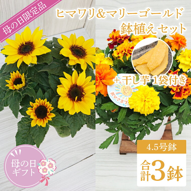 【母の日ギフト】干し芋とヒマワリとマリーゴールドの鉢植え 計3鉢入り｜ひまわり ヒマワリ マリーゴールド 干し芋 ほしいも ほし芋 花 お花 鉢植え 母の日 母の日ギフト ギフト 贈り物 プレゼント 茨城県 行方市(EH-15)