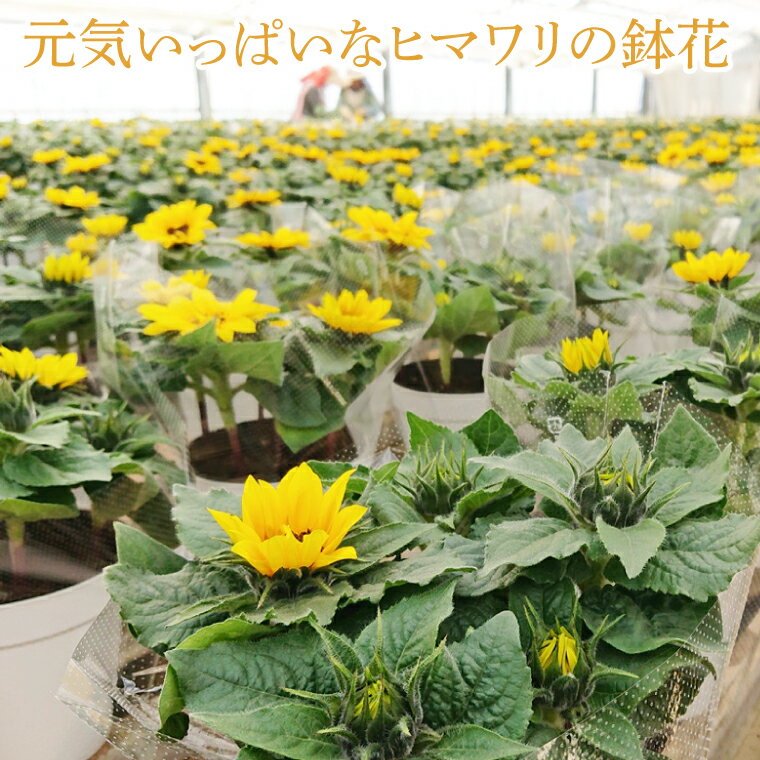 【ふるさと納税】【母の日ギフト】ヒマワリ鉢植え　1鉢入り(EH-10)