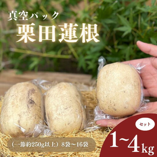 【ふるさと納税】れんこん レンコン 蓮根 真空パック1kg~4kg 選べる定期便有り 【ふるさと納税】れんこん レンコン 蓮根 真空パック1kg~4kg 選べる定期便有り
