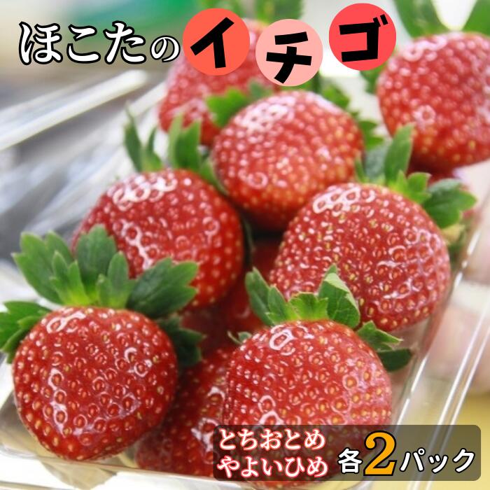 【ふるさと納税】【2月発送】JAほこたなだろういちご(とちおとめ4パック)JAほこた甘い苺イチゴ茨城鉾田送料無料