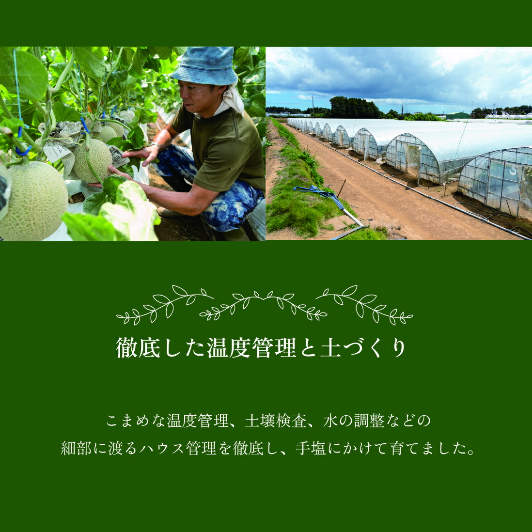 【ふるさと納税】 メロン 赤 青 1～4玉 アールス クインシー アンデス 2kg～4.8kg おすすめ 人気 国産 青 7月～9月発送 茨城 鉾田 フルーツ 旬 大きい プレゼント 贈り物 甘い 産地直送 赤青 果物