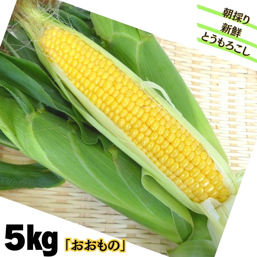 【ふるさと納税】朝採り新鮮！とうもろこし「おおもの」5kg　10～13本入り