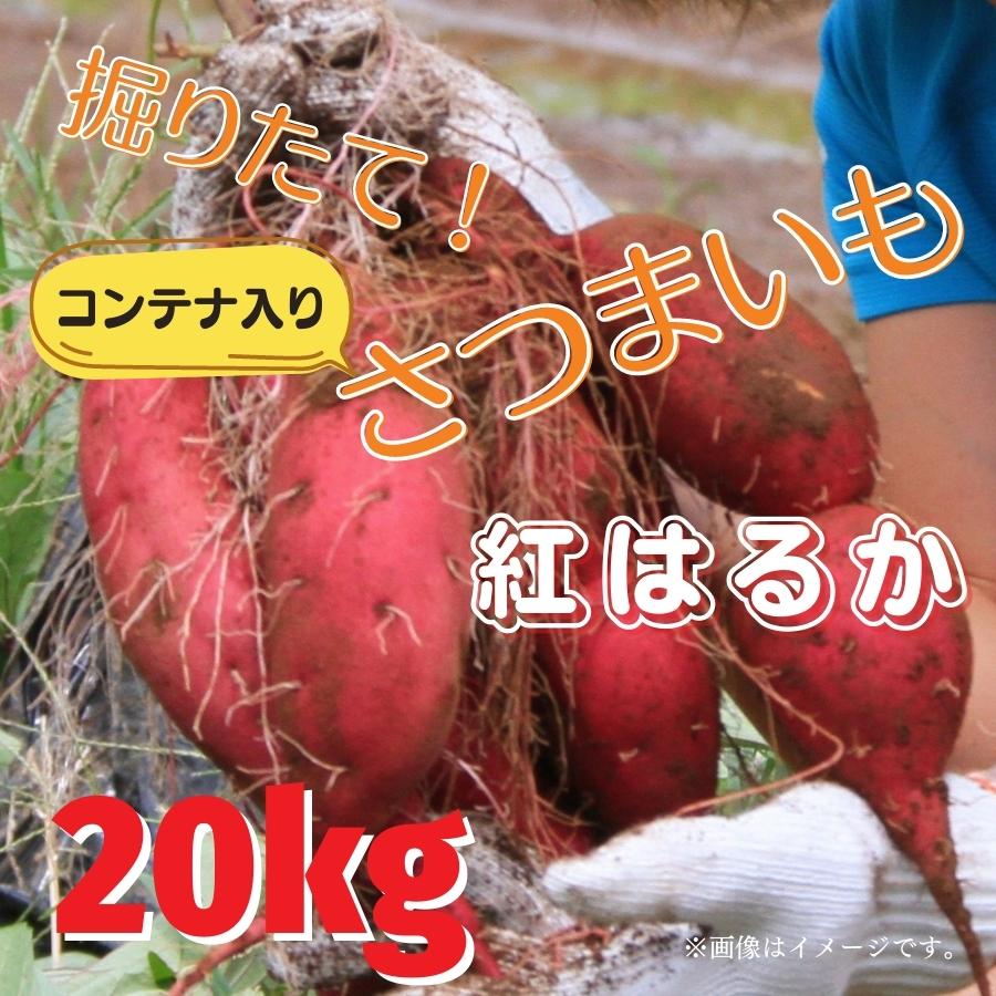 掘りたて!コンテナ入りさつまいも(紅はるか) 20kg