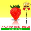 【ふるさと納税】 とちおとめ いちご 茨城県産 530g〜1.06kg 【選べるサイズ】【1月〜4月発送】 農家直送 新鮮 苺 イチゴ フルーツ 果物 贈答用 ...