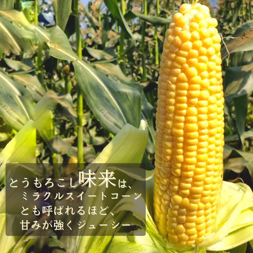 【ふるさと納税】ひろ子のとうもろこし（味来）　約5kg／約13本前後入り