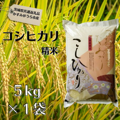 コシヒカリ　精米5kg（茨城県共通返礼品・かすみがうら市産）