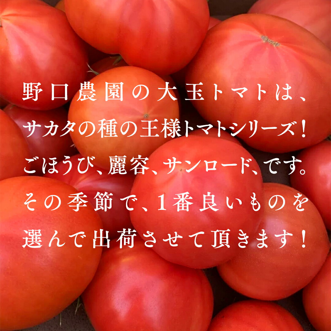 【ふるさと納税】野口農園！ 王様トマト 約2kg ( 8～12個入り )！ ごほうび・麗容・サンロード トマト ごほうび 麗容 サンロード 新鮮 美味しい 野菜