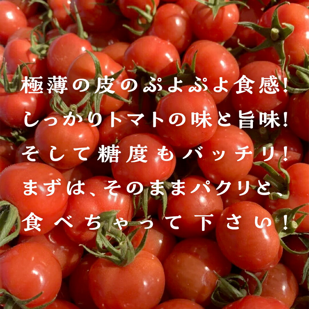 【ふるさと納税】プチぷよ ミニトマト 合計約1kg（5パック) ～ 約2kg（10パック) トマト ミニトマト プチぷよ 新鮮 美味しい 野菜