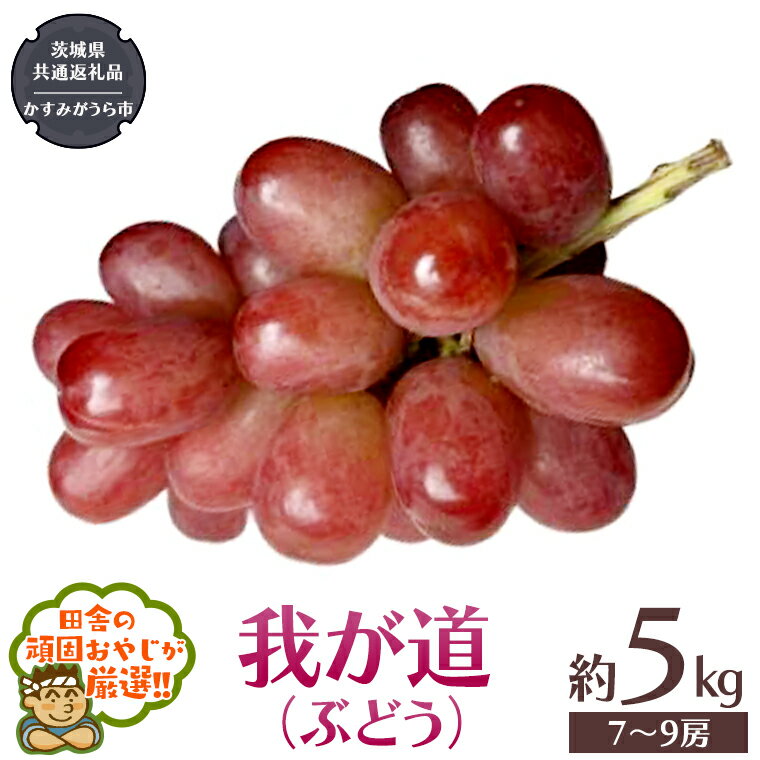 【ふるさと納税】我が道 〈ぶどう〉 約5キロ（7～9房）【令和6年9月から発送開始】 （県内共通返礼品：かすみがうら市産） ぶどう 我が道 果物 フルーツ 季節 旬