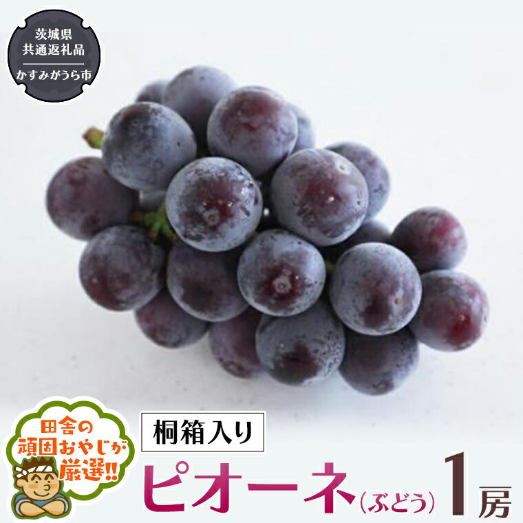 【ふるさと納税】【 桐箱入り 】ピオーネ〈ぶどう〉 1房 【令和6年8月から発送開始】（県内共通返礼品：かすみがうら市産） ぶどう ピオーネ 果物 フルーツ 季節 旬