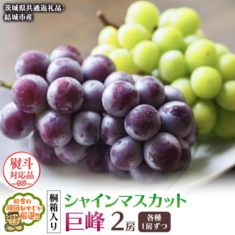 【ふるさと納税】＼ 熨斗対応 ／【 桐箱入り 】 シャインマスカット と 巨峰 （各種1房ずつ） 【8月から発送開始】 （茨城県共通返礼品 [ぶどう]：結城市産） シャインマスカット 巨峰 ぶどう 果物 フルーツ 季節 旬
