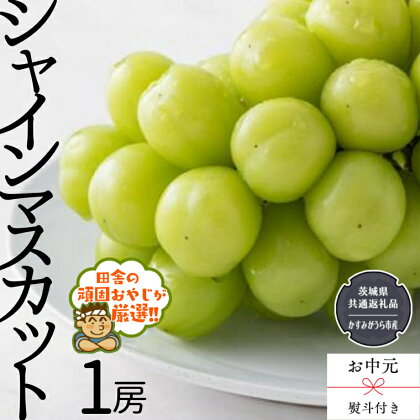 【 お中元 熨斗付 】シャインマスカット1房 【令和6年8月から発送開始】（県内共通返礼品：かすみがうら市産） シャインマスカット ぶどう 果物 フルーツ 季節 旬