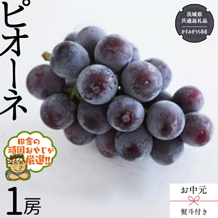 [ お中元 熨斗付 ]ピオーネ1房 [令和6年8月から発送開始](県内共通返礼品:かすみがうら市産) ピオーネ ぶどう 果物 フルーツ 季節 旬