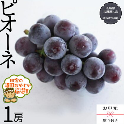 【 お中元 熨斗付 】ピオーネ1房 【令和6年8月から発送開始】（県内共通返礼品：かすみがうら市産） ピオーネ ぶどう 果物 フルーツ 季節 旬