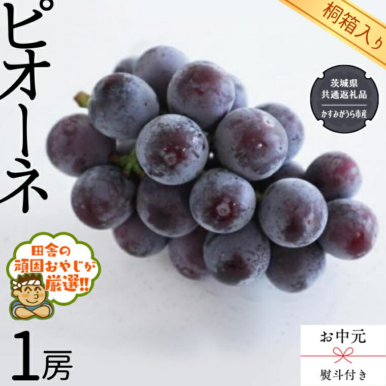 【 お中元 熨斗 付 】【 桐箱入り 】 ピオーネ1房 【令和6年8月より発送開始】（県内共通返礼品：かすみがうら市産） ピオーネ ぶどう 果物 フルーツ 季節 旬